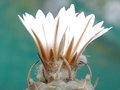 vignette Turbinicarpus schmiedickeanus