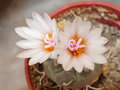 vignette Turbinicarpus schmiedickeanus