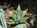 vignette Agave weberi 1