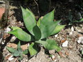 vignette Agave weberi 2