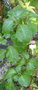 vignette Fuchsia cyrtandroidea , (onagraceae) , Tahiti