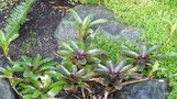 vignette Neoregelia pauciflora , (bromeliaceae) , Brsil