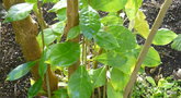 vignette Brunfelsia lactea , (solanaceae) , Puerto Rico