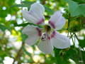 vignette Lavatera acerifolia var. acerifolia , Canaries