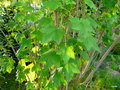 vignette Lavatera acerifolia var. acerifolia , Canaries