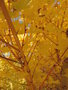 vignette Acer palmatum 'Bi Hoo'