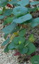 vignette Pelargonium cotyledonis