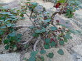 vignette Pelargonium cotyledonis ,