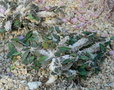 vignette Euphorbia decaryi , (euphorbiaceae)