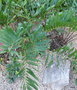 vignette Zamia floridana , (zamiaceae) , USA