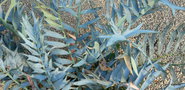 vignette Encephalartos ferox , (zamiaceae) , Afrique tropicale