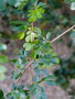 vignette Calliandra slaneae , (fabaceae) , petites Antilles