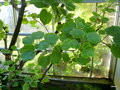 vignette Hibiscus columnaris , (malvaceae) , Ile Maurice