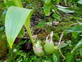 vignette Lycaste powelli (orchidaceae) , Panama