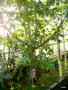 vignette Hibiscus clayl , (malvaceae) ,