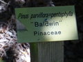 vignette Pinus parviflora 'Baldwin'