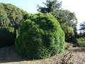 vignette Cryptomeria japonica 'Globosa Nana'