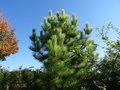 vignette Pinus nigra 'Goldfingers'