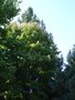 vignette Oxydendrum arboreum