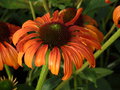 vignette Echinacea 'Tangerine Dream' - Échinacée