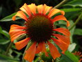 vignette Echinacea 'Tangerine Dream' - Échinacée