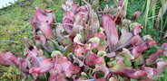 vignette Sarracenia purpurea subsp. venosa ,