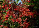 vignette Vigne-vierge  (Parthenocissus quinquefolia)