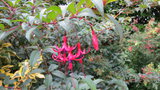 vignette Fuchsia regia ssp. reitzii
