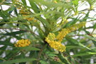 vignette Mahonia eurybracteata subsp. ganpinensis 'Soft Caress'