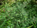 vignette -01 Fuchsia microphylla