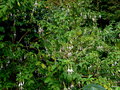 vignette -01 Fuchsia magellanica var. molinae 'Alba'