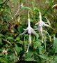 vignette -01 Fuchsia magellanica var. molinae 'Alba'