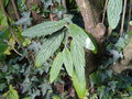vignette -01 Viburnum rhytidophyllum ,