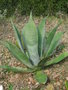 vignette Agave mapisaga