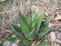 vignette Agave montana