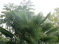 vignette Trachycarpus nainital