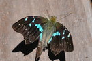 vignette Papillon (Graphium gelon)