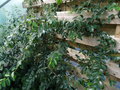 vignette Berchemia yunnanensis