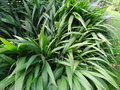 vignette Setaria palmifolia - Staire  feuilles de palmier