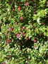 vignette Fuchsia Microphylla