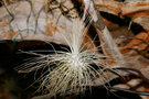 vignette Tillandsia fuchsii var gracilis