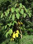 vignette Schefflera macrophylla