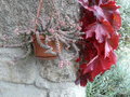 vignette Crassula rupestris ssp. marnieriana 'Hottentot',