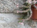 vignette Crassula rupestris ssp. marnieriana 'Hottentot',