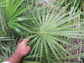 vignette Chamaerops humilis ' orbicularis ' Naudin