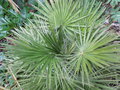 vignette Chamaerops humilis ' orbicularis ' Naudin