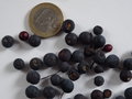vignette Fuchsia paniculata 'Lechlade Gorgon' fruits