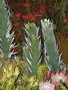 vignette Leucadendron argenteum ,