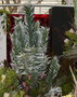 vignette Leucadendron argenteum ,