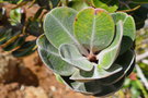 vignette Tristaniopsis guillainii ssp. balansana